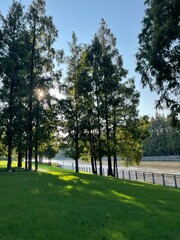 Obraz premium metasequoia trees green grass in the sunset