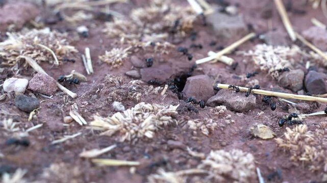 Close up macro view of black ants hill working on ground nest, animal insect wildlife