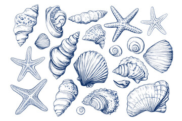 Minimalist hand drawn seashells vector illustration collection. Art for greeting cards, wedding invitations, poster design, postcards, branding, logo design, background