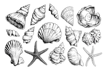 Minimalist hand drawn seashells vector illustration collection. Art for greeting cards, wedding invitations, poster design, postcards, branding, logo design, background