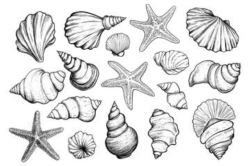 Minimalist hand drawn seashells vector illustration collection. Art for greeting cards, wedding invitations, poster design, postcards, branding, logo design, background