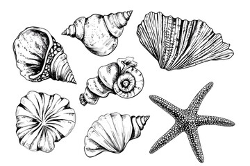 Minimalist hand drawn seashells vector illustration collection. Art for greeting cards, wedding invitations, poster design, postcards, branding, logo design, background