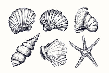 Minimalist hand drawn seashells vector illustration collection. Art for greeting cards, wedding invitations, poster design, postcards, branding, logo design, background