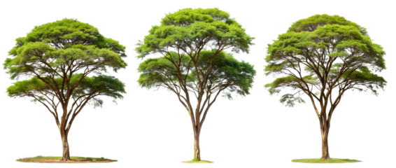 Collection of isolated African acacia trees on a transparent background. Plant and flower concept.