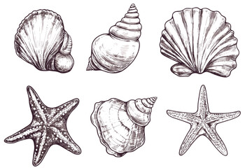 Minimalist hand drawn seashells vector illustration collection. Art for greeting cards, wedding invitations, poster design, postcards, branding, logo design, background