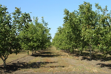 A group of trees in a field