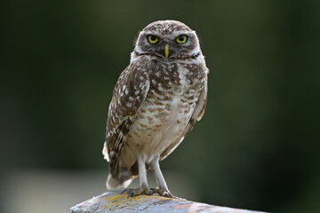 owl