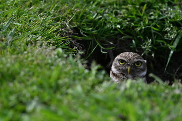 owl in a nest