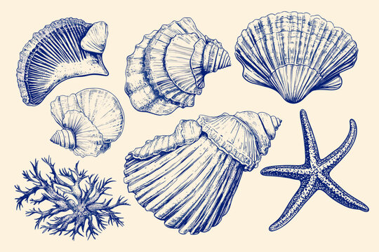 Minimalist hand drawn seashells vector illustration collection. Art for greeting cards, wedding invitations, poster design, postcards, branding, logo design, background