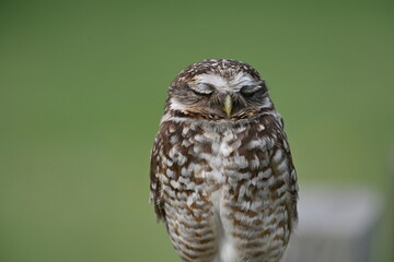 owl blinking