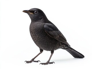 Obraz premium Blackbird. Animal Standing Proudly in Black Plumage - Isolated in Studio Setting