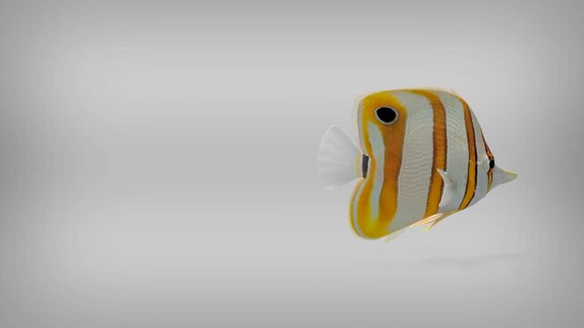 Beautiful yellow black and white fish with pink and red anemone color in coral reef