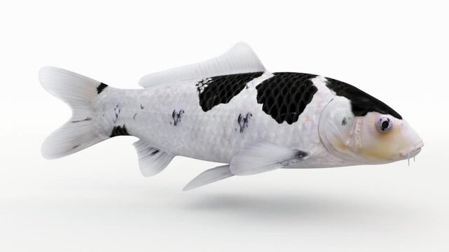  Japanese carp fish animation black and white on white background