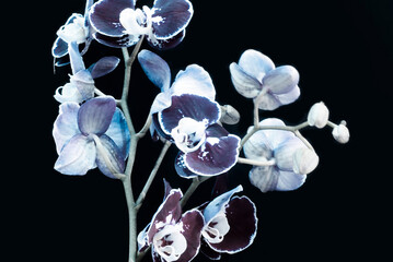 Orchids in rich deep dark purple 2025 color future dusk on dark background, Close-up. Indoor potted exotic monocot plant. Orchidáceae © Tatiana