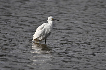 White Egret