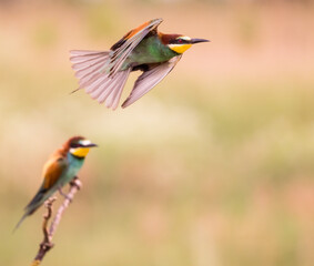 bee-eater on a branch and flight