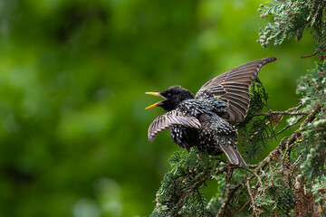 Excited starling calling loudly with open beak and fluttering with its spreaded wings sitting on a green tree in the forrest