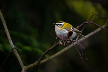 Cute small colorful firecrest is sitting on a branch in the forrest