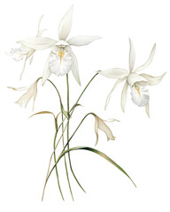 .A delicate watercolor painting of a Ghost Orchid Dendr