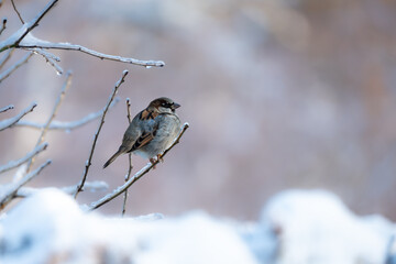 House sparrow is sitting on a frozen branch with snow in the background on a cold winter day