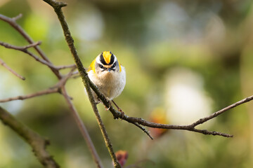 Angry colorful firecrest sitting on a branch and glaring at the viewer 