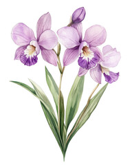 A delicate watercolor painting of a Miltonia Orchid