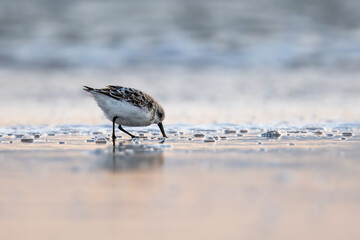 Sandpiper picking for food in the sand at the beach at sunset