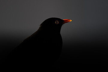 Closeup of blackbird sitting in dark shadows with bright orange beak and shining eyes
