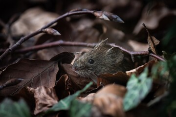 Closeup of small curious mouse hiding under dry foliage