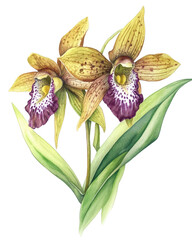 A delicate watercolor painting of a Zygopetalum Orchid