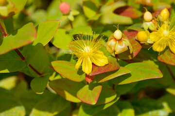 St. Johns Wort Magical Beauty flowers
