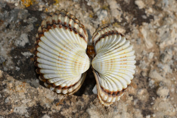Common cockle shell on a concrete surface