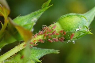 Plant louse (green fly or lice)colony parasiting on the rose bud