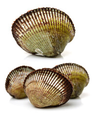 Scapharca subcrenata on white background 