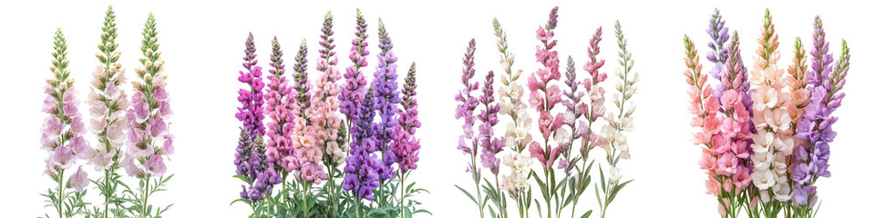 Obraz premium Stock - Fragrant tall spikes of pastel flowers in pink white or purple often grown as a garden annual. Isolated on Clear White Background Highly Detailed 