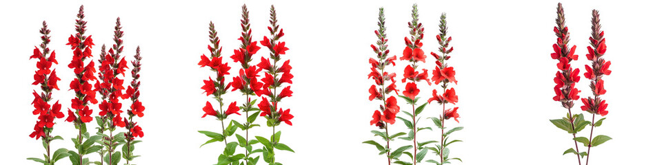 Scarlet Sage - Bright red tubular flowers on tall spikes often attracting hummingbirds to gardens. Isolated on Clear White Background Highly Detailed 