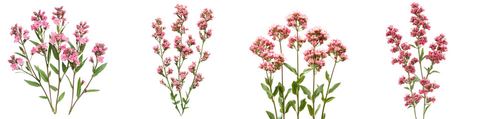 Obraz premium Red Valerian - Clusters of small red pink or white flowers on tall stems adding color to gardens. Isolated on Clear White Background Highly Detailed 