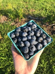 blueberries freshly picked