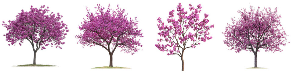 Redbud - Tree with small pinkish-purple flowers that bloom directly on branches before leaves appear. Isolated on Clear White Background Highly Detailed 