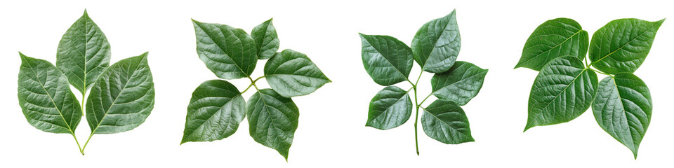 Obraz premium Poison Ivy - Three-parted green leaves that cause skin irritation upon contact. Isolated on Clear White Background Highly Detailed -