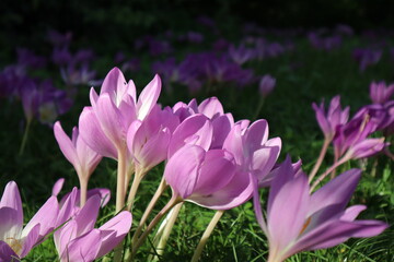 crocuses in the garden