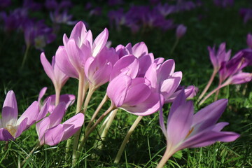 crocus in the garden