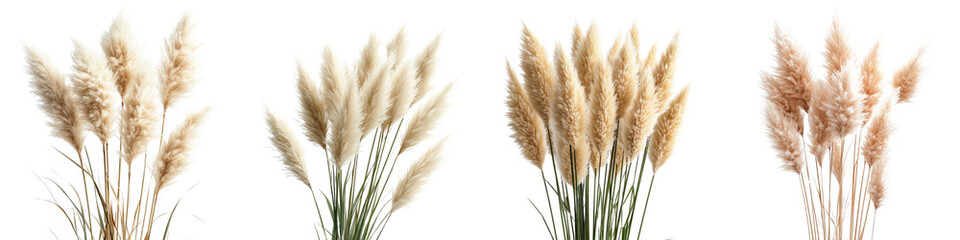 Pampas Grass - Tall fluffy plumes of flowers that rise above slender grass blades often used in landscaping. Isolated on Clear White Background Highly Detailed 