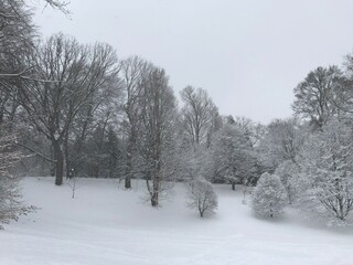 trees in snow