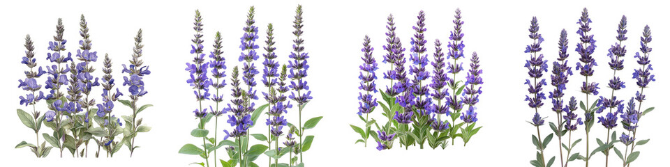 Obraz premium Meadow Sage - Spikes of purple-blue flowers on upright stems attracting bees and butterflies. Isolated on Clear White Background Highly Detailed 