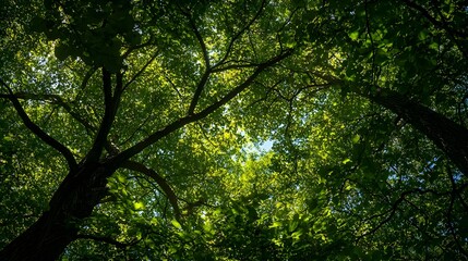 Obraz premium A wide-angle shot of a lush forest canopy, with sunlight filtering through the leaves.