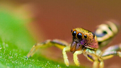 close up of a spider