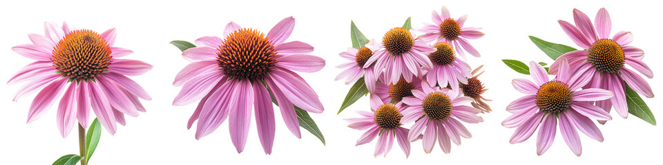 Obraz premium Echinacea - Hardy daisy-like flowers with a prominent cone-shaped center Isolated on Clear White Background Highly Detailed