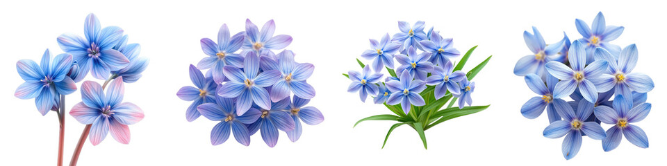 Chionodoxa - Small star-shaped blue or pink flowers blooming in early spring Isolated on Clear White Background Highly Detailed 