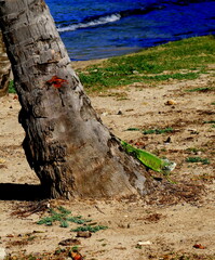 green iguana walking down a tree trunk in the beach, in Terre de Haut, Guadeloupe. Caribbean wild ...